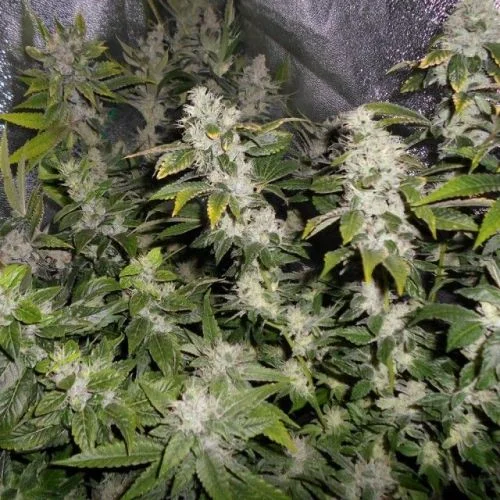Sour Walker van Pheno Finder Seeds
