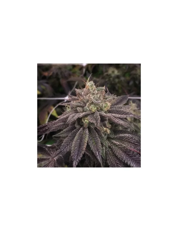 Starcake van Pheno Finder Seeds