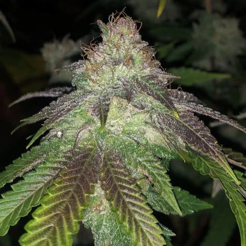 Kuntz van Pheno Finder Seeds