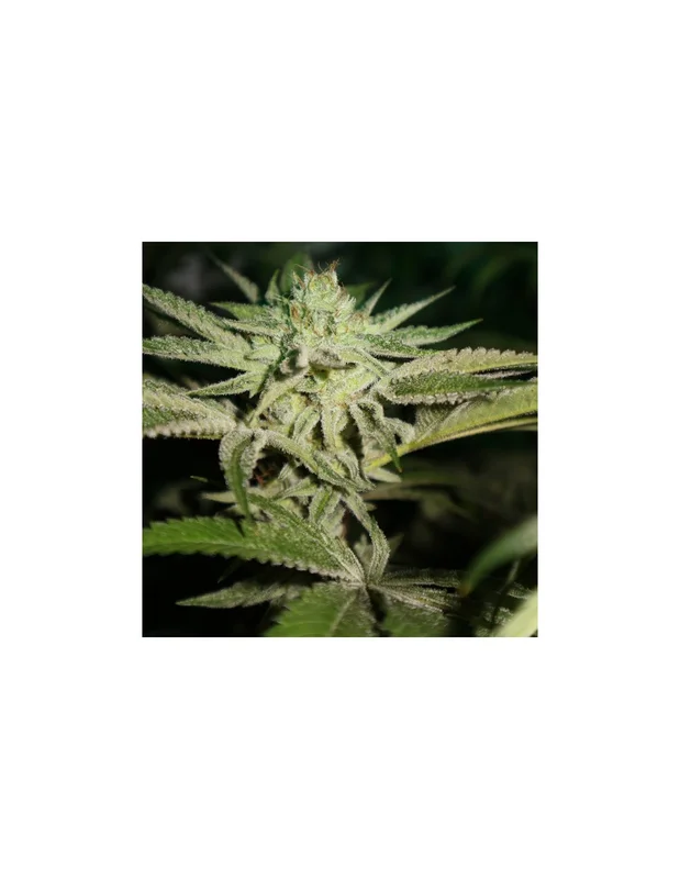 Chemhead OG van Pheno Finder Seeds