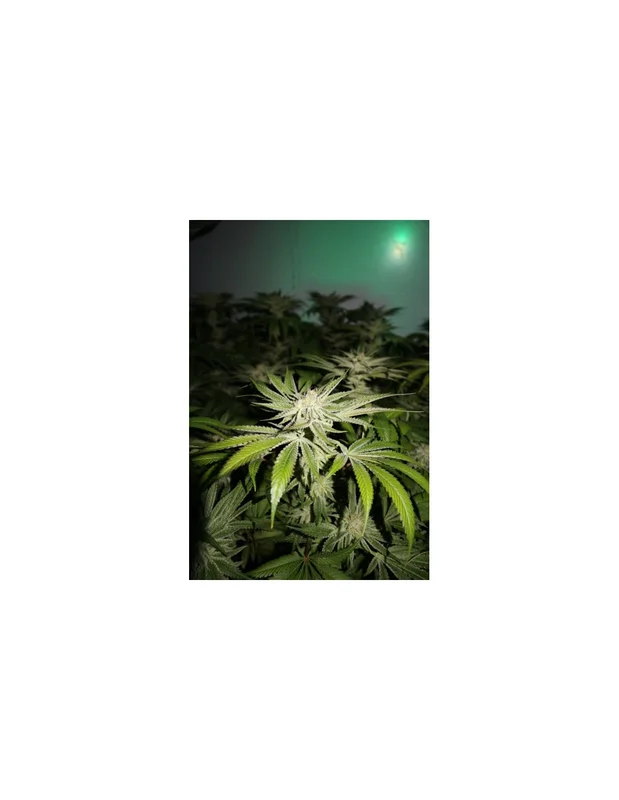 Chemhead OG van Pheno Finder Seeds