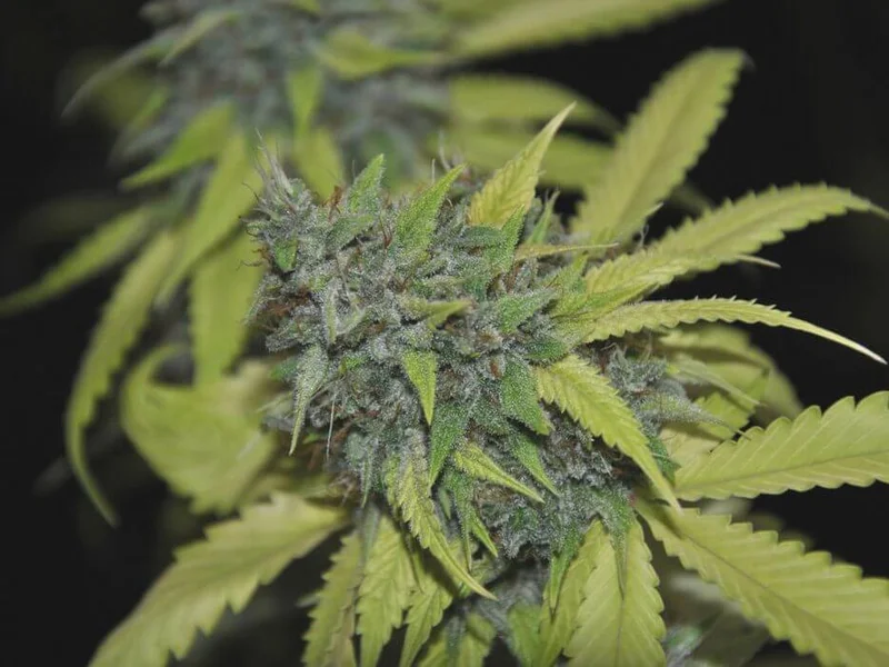Granddaddy Confidential van Pheno Finder Seeds