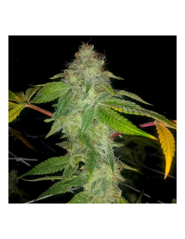 Wedding Cake van Pheno Finder Seeds