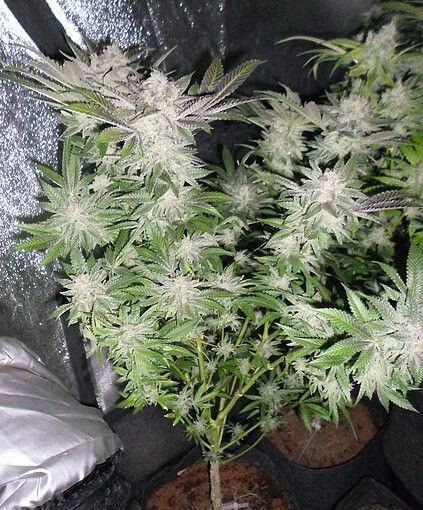 Sour Walker van Pheno Finder Seeds