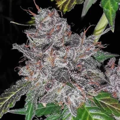 Rainbow Cake van Pheno Finder Seeds