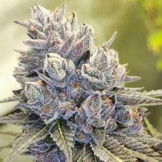 Fruity Kuntz van Pheno Finder Seeds