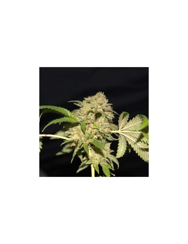 LA Fire van Pheno Finder Seeds