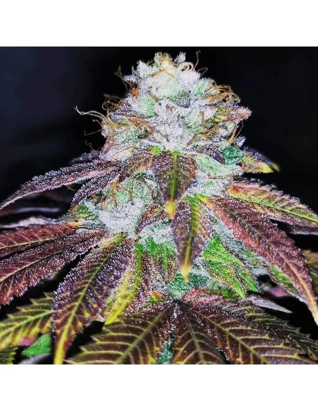 Squirterz van Pheno Finder Seeds