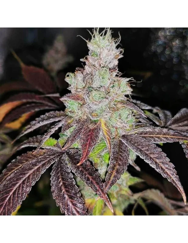 Sour Kuntz van Pheno Finder Seeds
