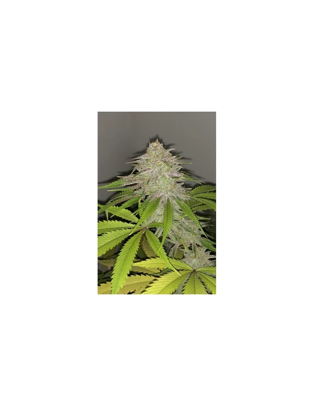 Lemon Sherbert van Pheno Finder Seeds