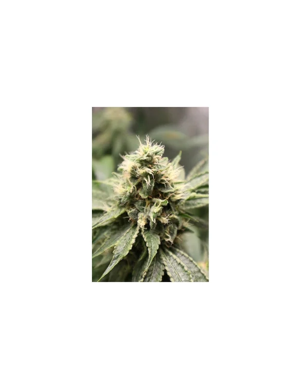 Chemhead OG van Pheno Finder Seeds