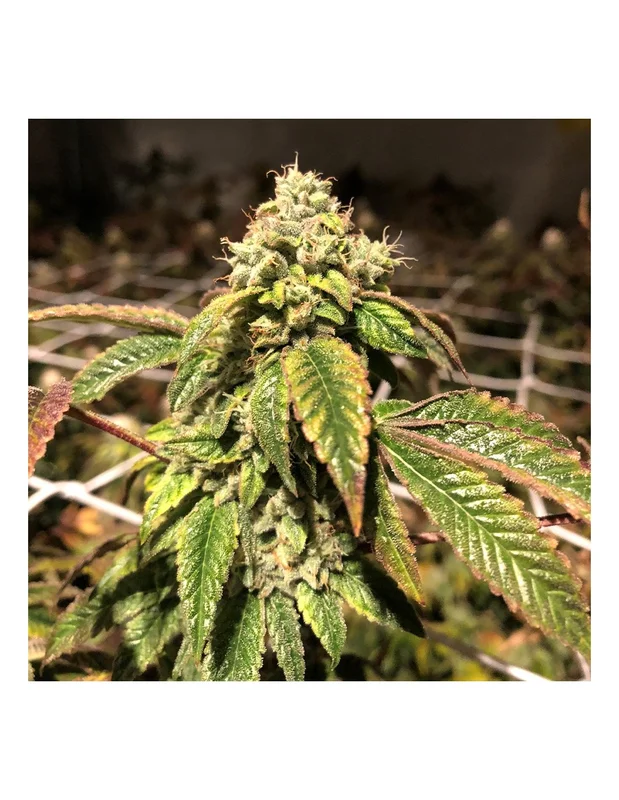 Blue Sherbalato van Pheno Finder Seeds