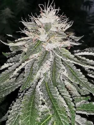 Mac 11 van Pheno Finder Seeds