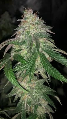 Kuntz van Pheno Finder Seeds