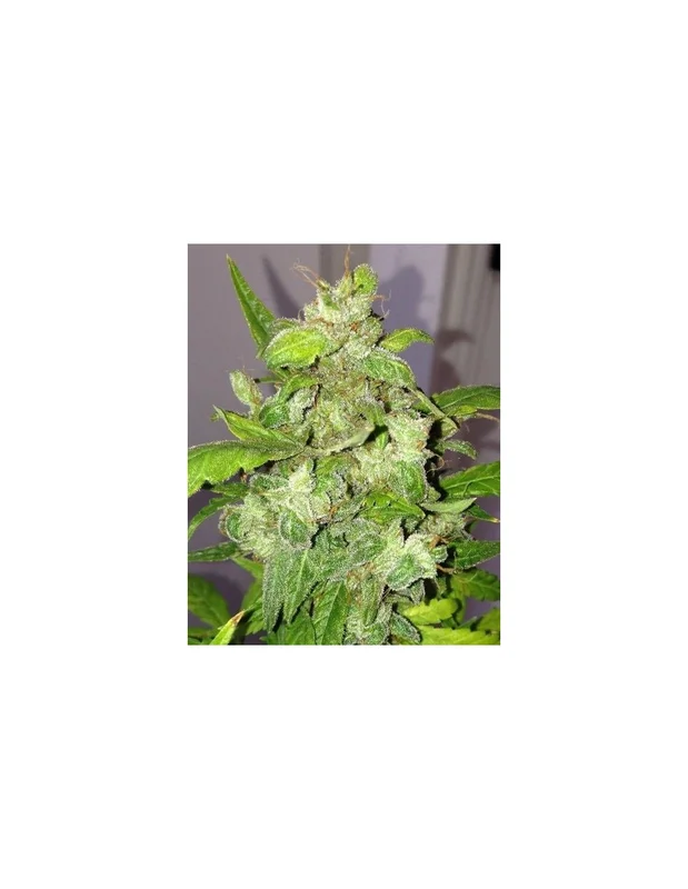 Lemon Bubble van Pheno Finder Seeds