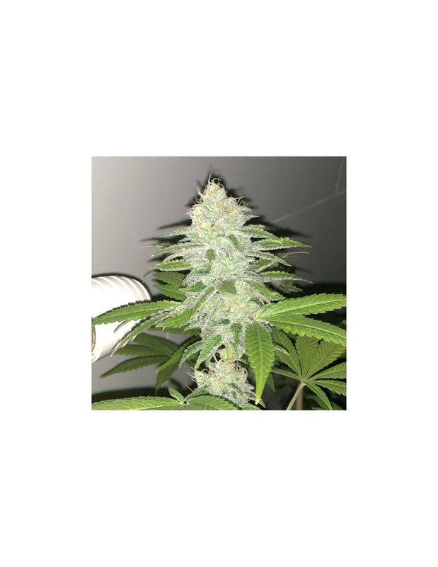 Lemon Sherbert van Pheno Finder Seeds
