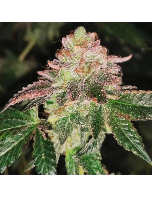 Runtzosa van Pheno Finder Seeds