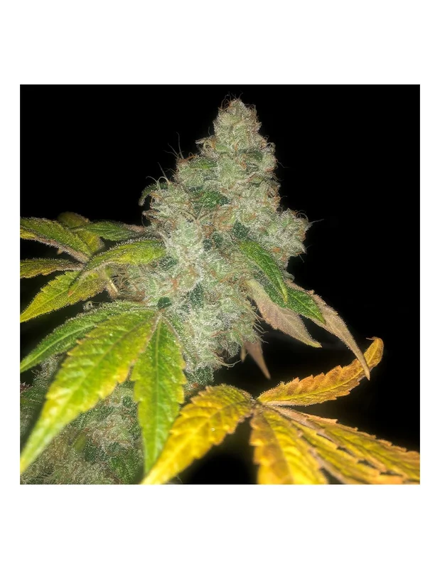 Wedding Cake van Pheno Finder Seeds