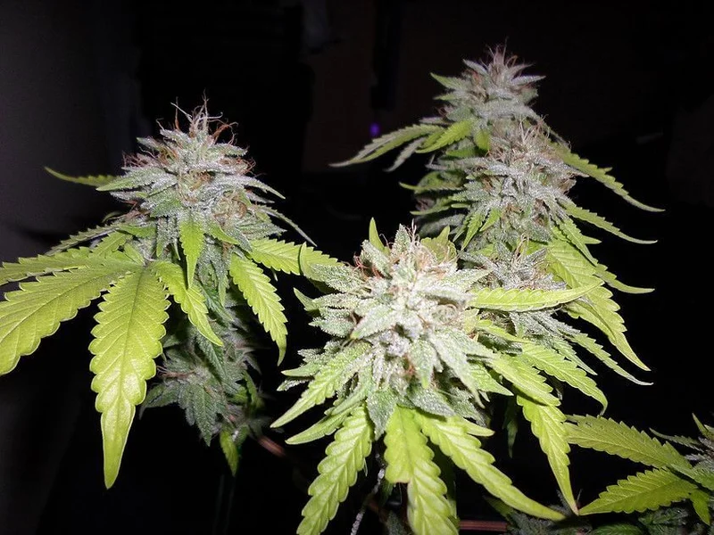 Grapefruit Diesel van Pheno Finder Seeds