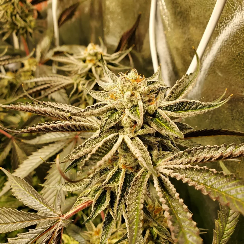 Pure Michigan van Philosopher Seeds