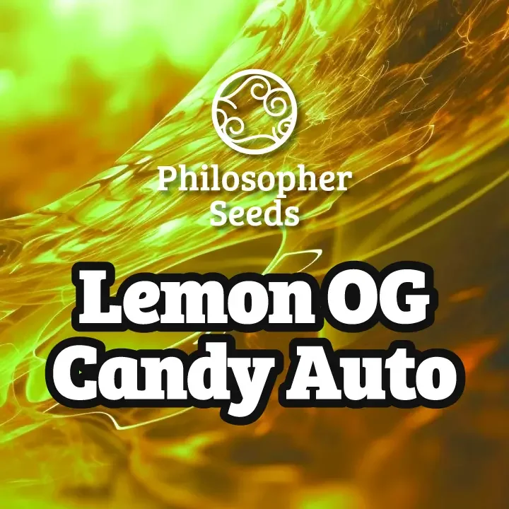Lemon OG Candy van Philosopher Seeds
