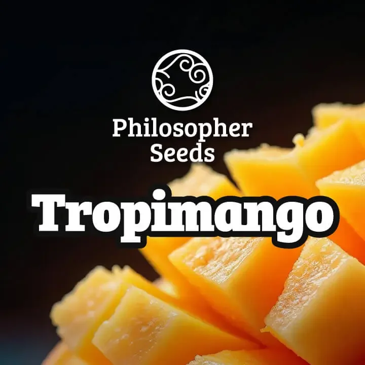 Tropimango van Philosopher Seeds