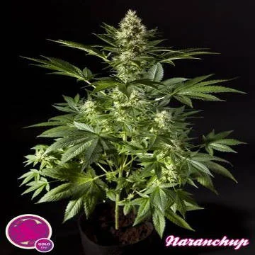 Orange Candy aka Naranchup van Philosopher Seeds