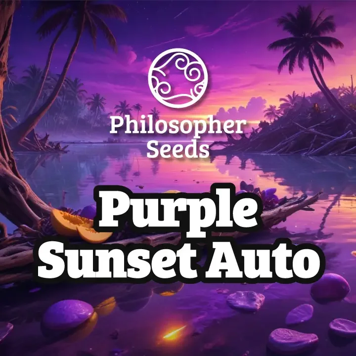 Purple Sunset van Philosopher Seeds