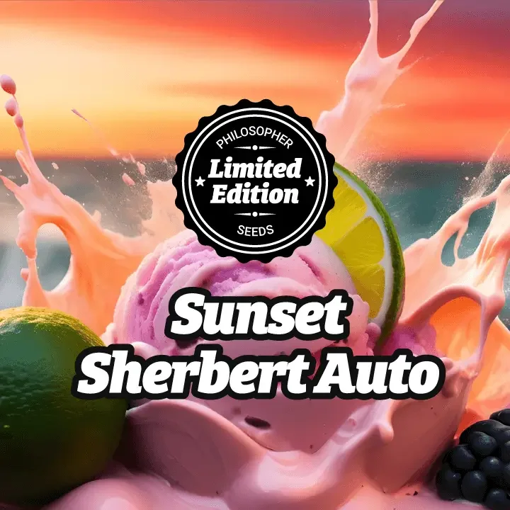 Sunset Sherbert van Philosopher Seeds