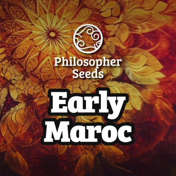 Early Maroc van Philosopher Seeds
