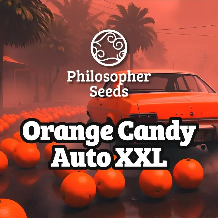Orange Candy XXL van Philosopher Seeds