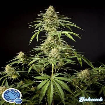Philo Skunk aka Gokunk van Philosopher Seeds