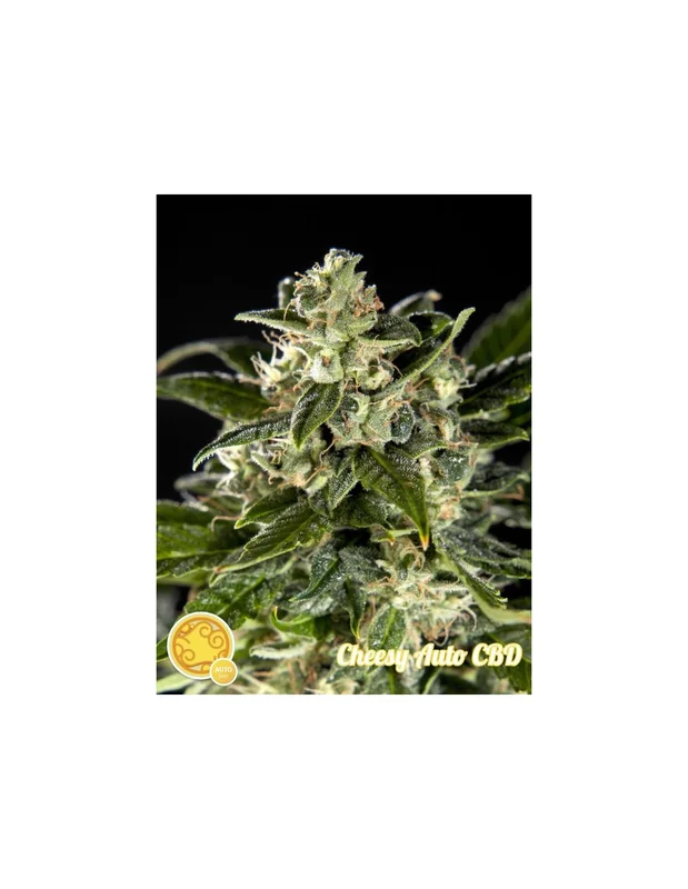 Cheesy CBD van Philosopher Seeds