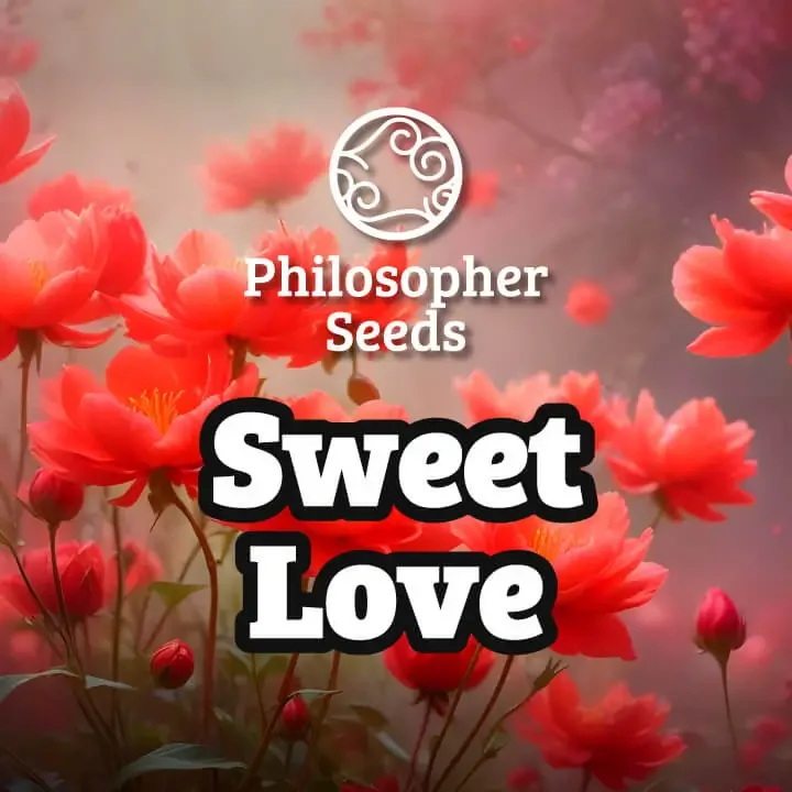 Sweet Love van Philosopher Seeds