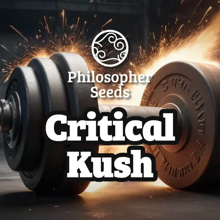 Critical Kush van Philosopher Seeds