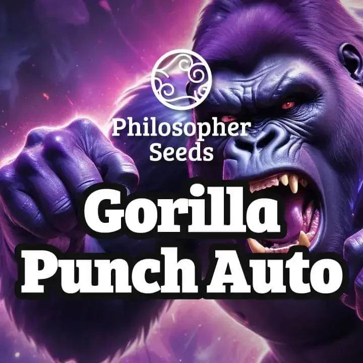 Gorilla Punch van Philosopher Seeds