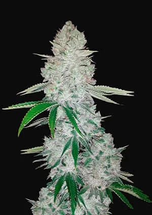 Gorilla Glue van Philosopher Seeds