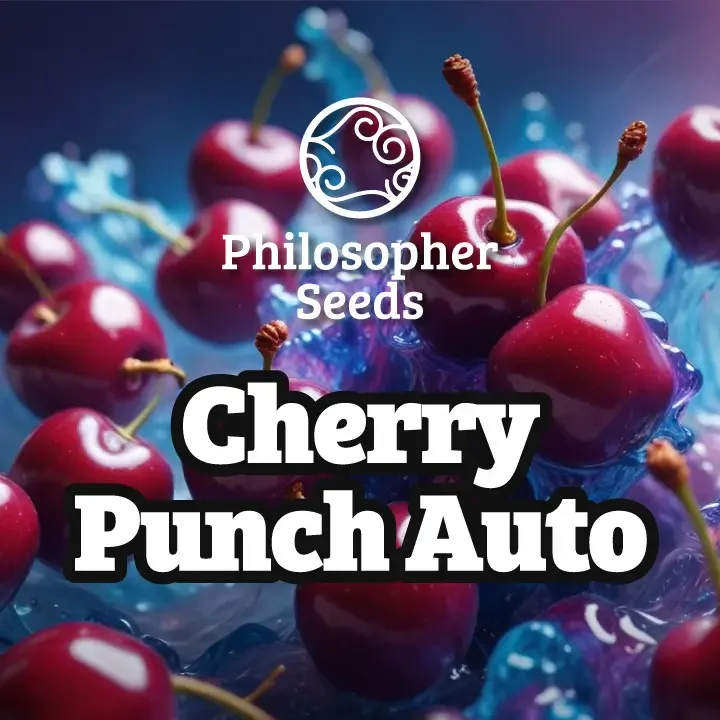 Cherry Punch van Philosopher Seeds
