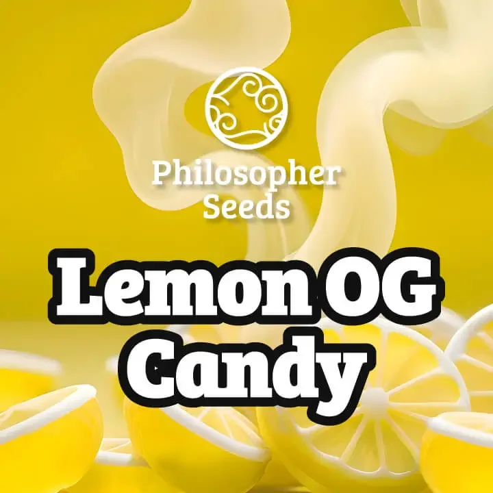 Lemon OG Candy van Philosopher Seeds