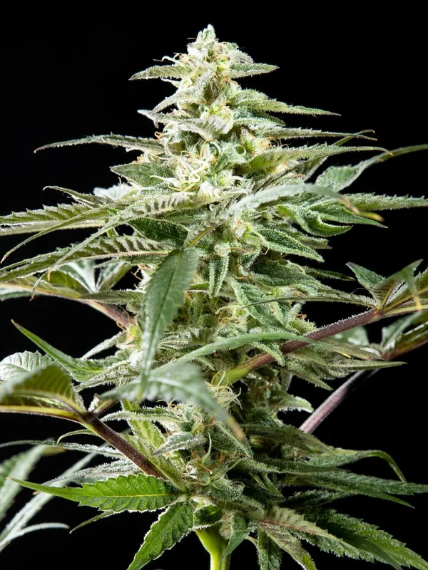 CBD Rich Candy van Philosopher Seeds