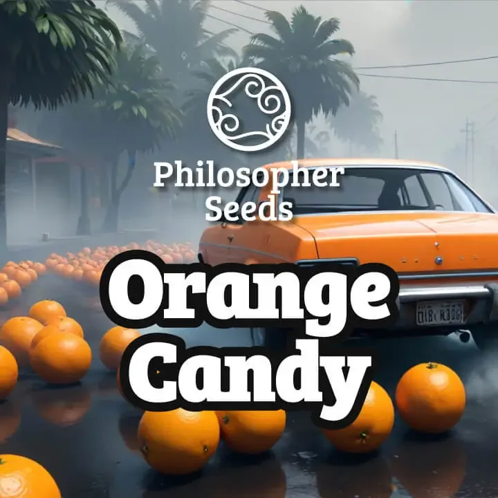 Orange Candy van Philosopher Seeds