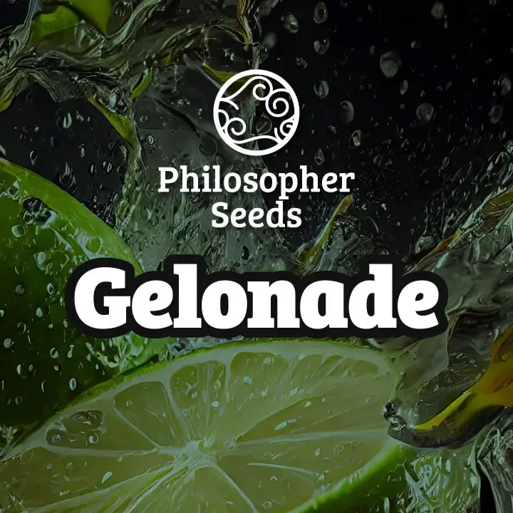 Gelonade van Philosopher Seeds