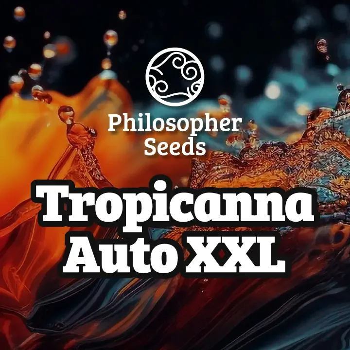 Tropicanna XXL van Philosopher Seeds