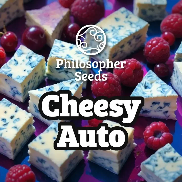 Cheesy van Philosopher Seeds