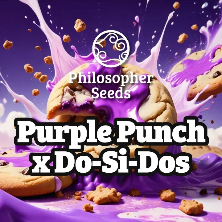 Purple Punch x Do-si-dos van Philosopher Seeds
