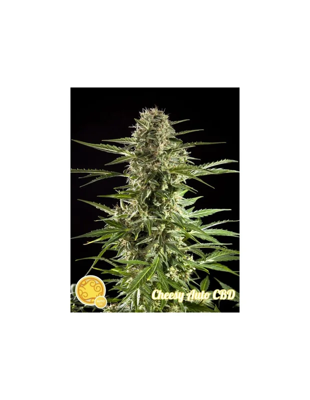 Cheesy CBD van Philosopher Seeds