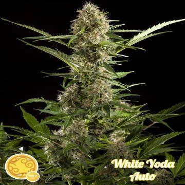 White Yoda van Philosopher Seeds