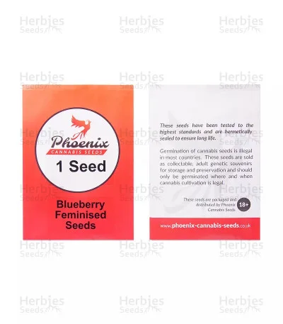 Blueberry van Phoenix Seeds
