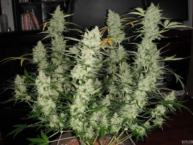 Super Kush van Phoenix Seeds