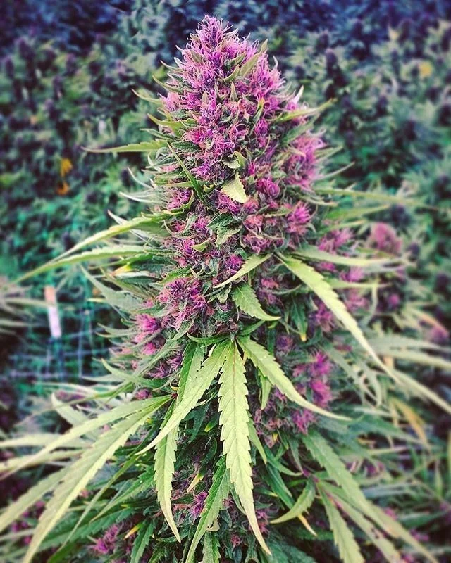 Good Shit van Phoenix Seeds